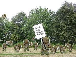 Save Birley Trees