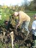 planting day nov 08 - tree fun
