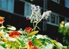 borage.nasturcian