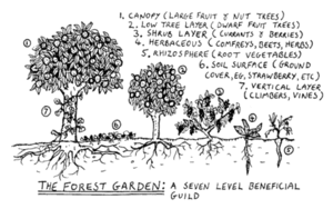 forest_garden1