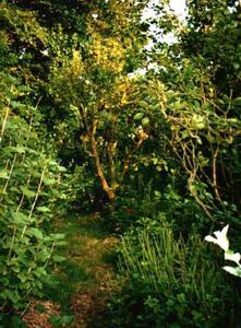 forest_garden2