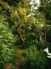 forest_garden2