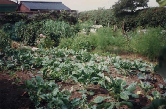 John Burton's vegetable garden compost heaps are behind the broad beans.