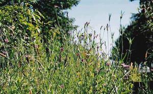 meadow