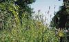 meadow