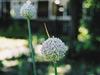 onion.head.2