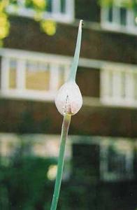 onion.head