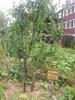 orchard