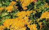 ragwort