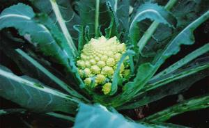 romanesco