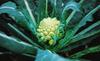 romanesco