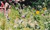 thistles